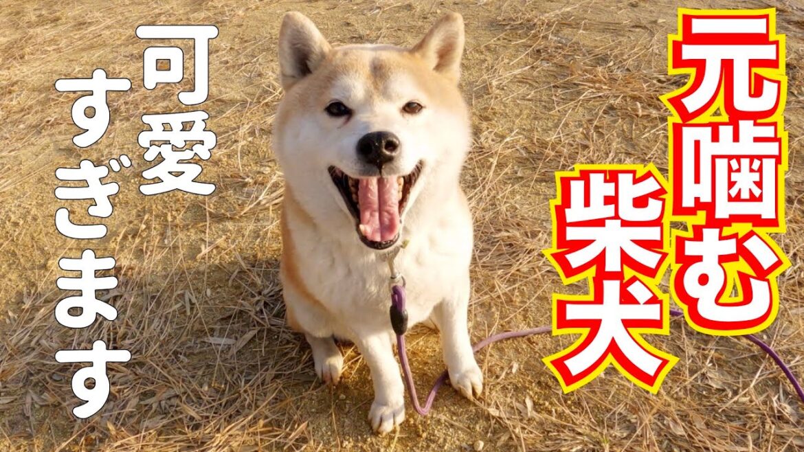 【問題発生】元噛む柴犬エガちゃんが可愛すぎる‼️