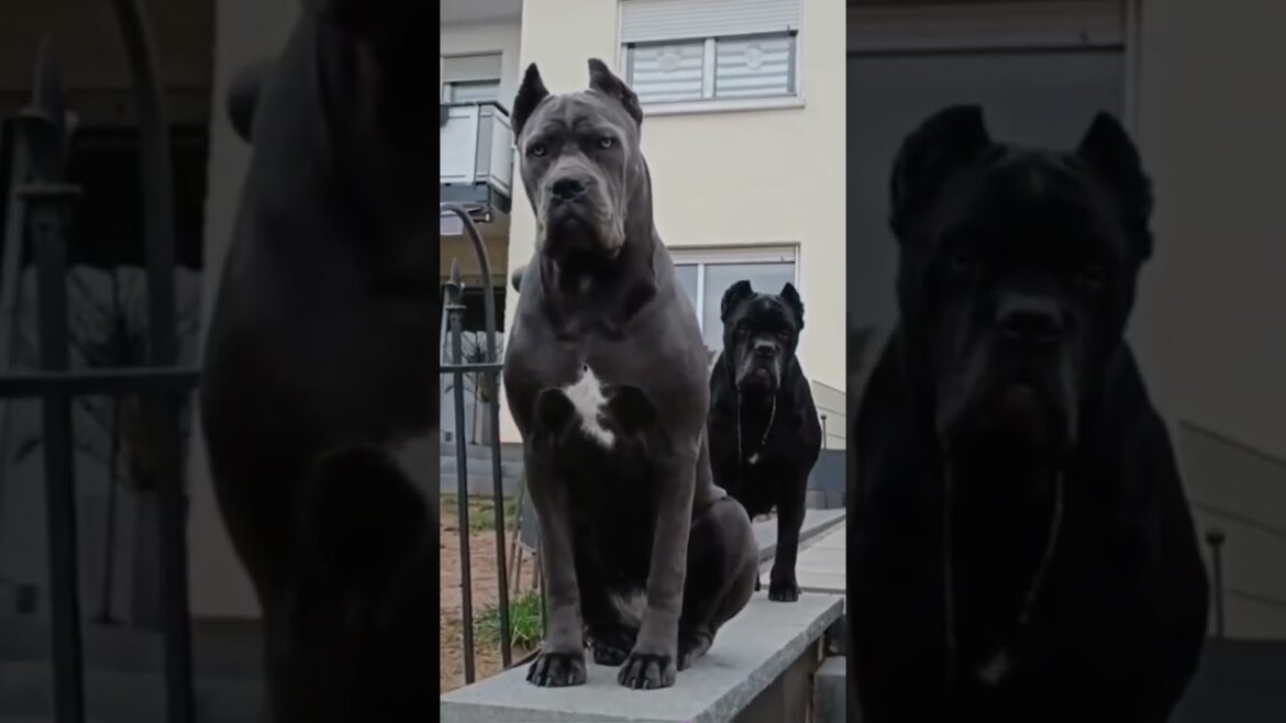 # the Bulldog is a lover, not a fighter#shorts#viralvedio#viralshort#