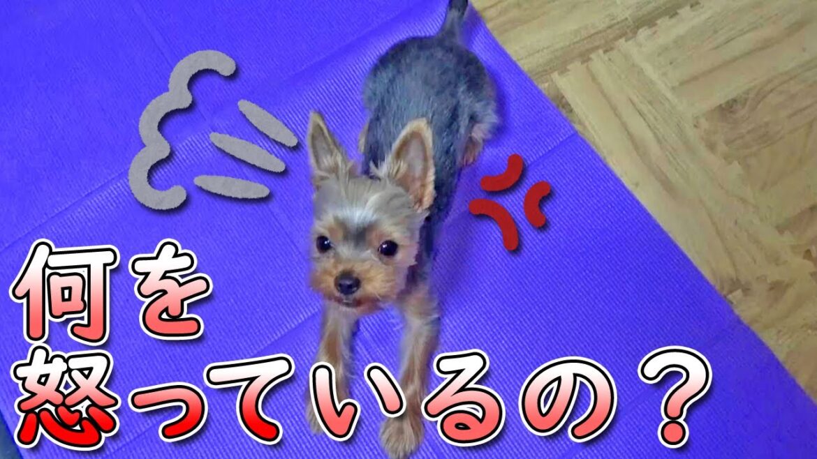 【ヨークシャテリア】なにやら不機嫌なヨークシャテリア【Yorkshire Terrier】