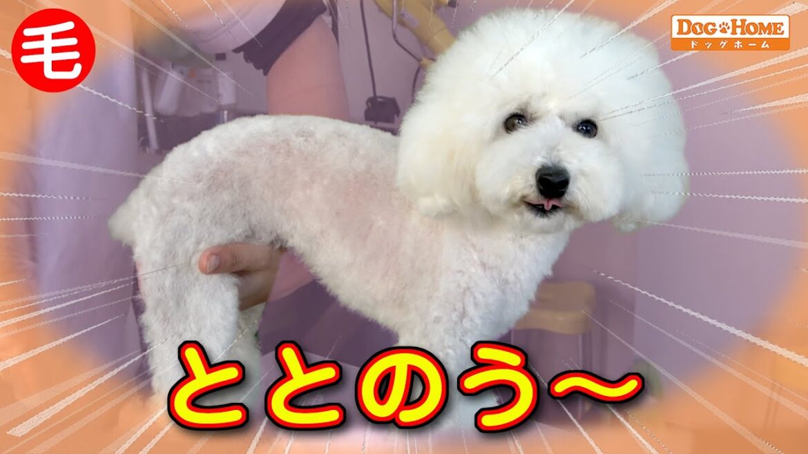 バリカンをうまく使う：マイアミサマースタイル　刃の使い分け　犬の気持ちを考える　首を吊ってのトリミングは？！【プードルのビヨルちゃん出演】୨୧∵トリミング サロン DOG HOME ドッグホーム∵୨୧