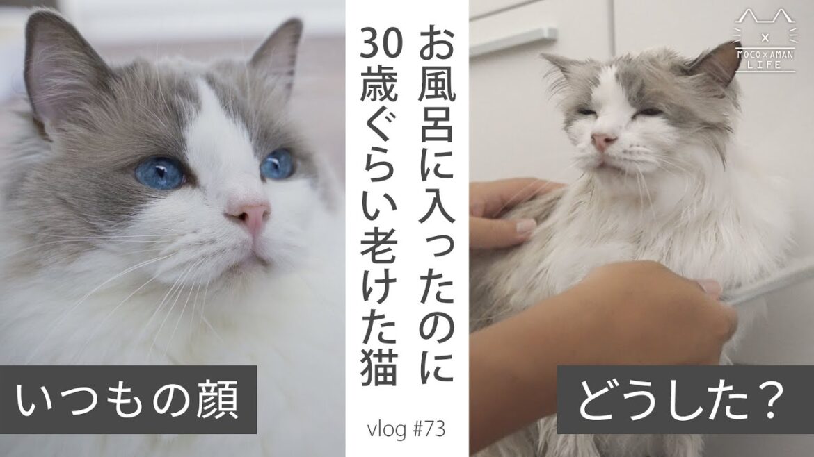 お風呂が嫌すぎてギャン鳴きする猫｜ラグドール猫 #73