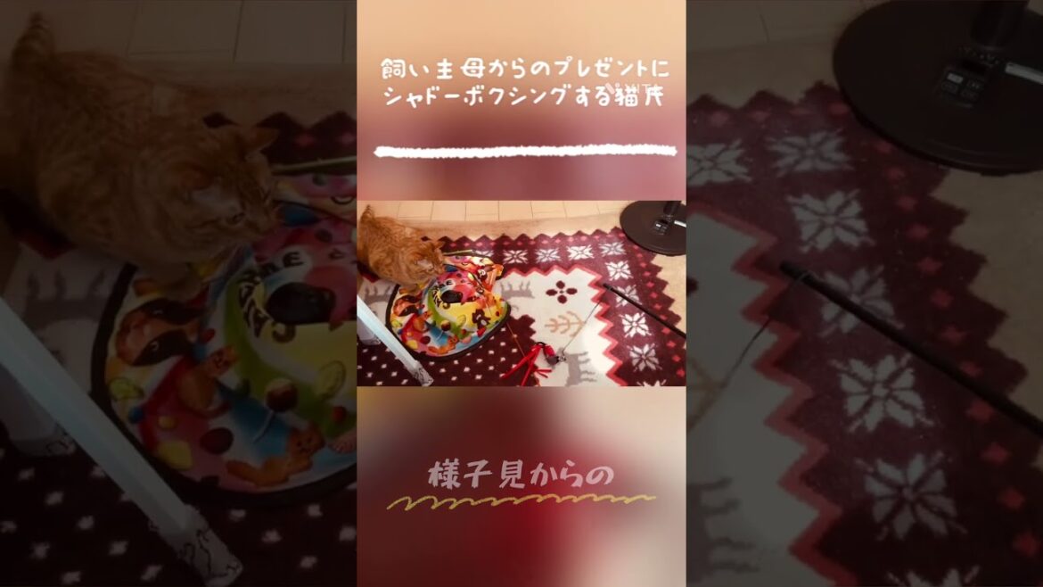 猫氏観察手帳 優しいボクサー