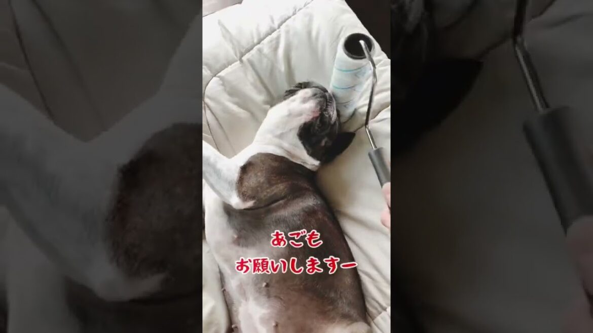 フェイシャルマッサージを受けるボステリはこちらです（笑）ボストンテリアきいろさん