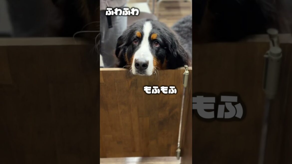 2時間半後 キレイになったバーニーズマウンテンドッグに感動
