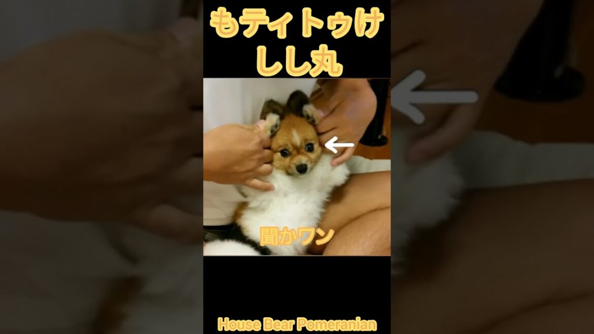 見ワン言ワン聞かワン
