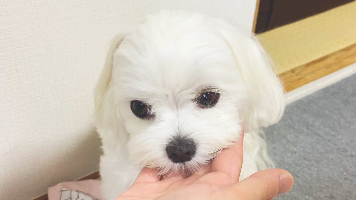 どうしても飼い主のブランケットを剥ぎ取りたい犬【マルチーズ】