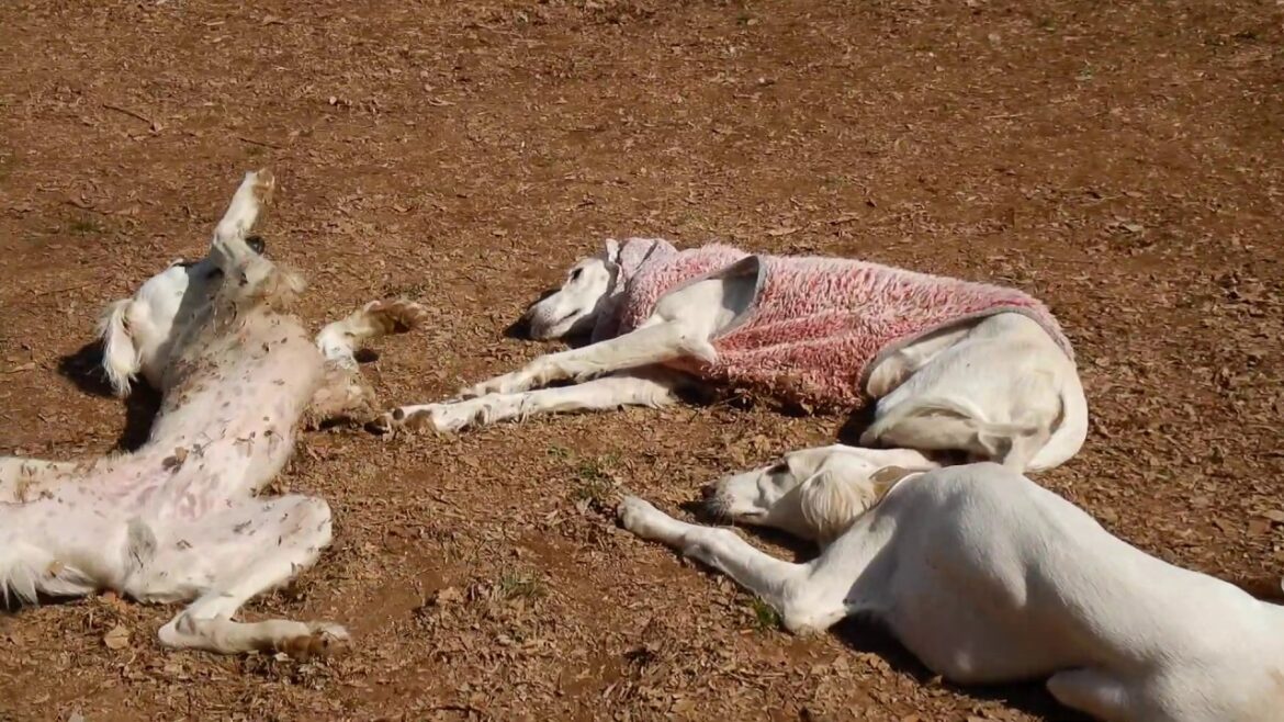サルーキ　ぽぽ！別名は山犬♪