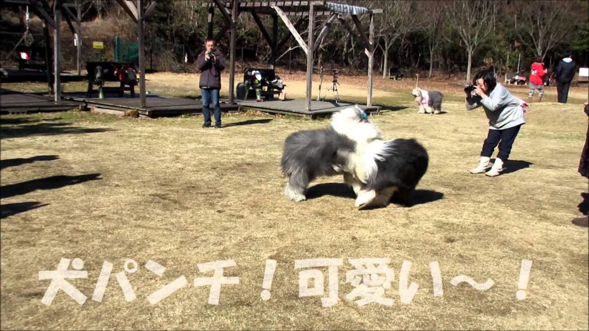 オールドイングリッシュシープドッグ、犬の森POMでオフ会初め2015年