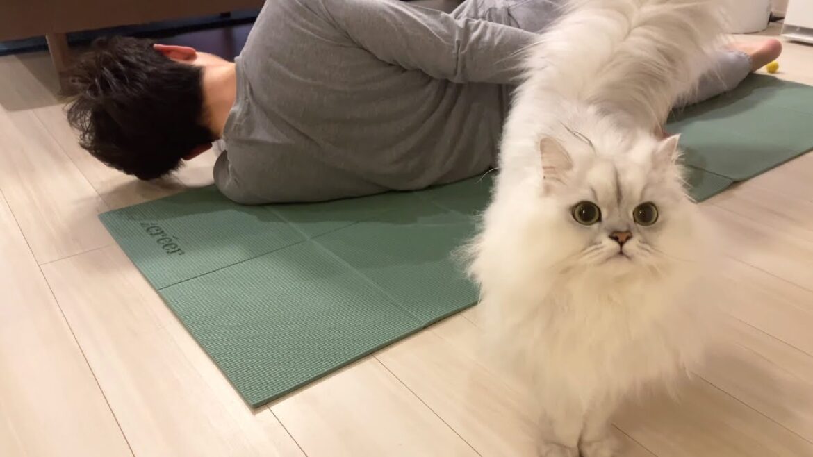 飼い主がストレッチを始めると必ず懐いてくる猫 飼い主がストレッチを始めると必ず懐いてくる猫