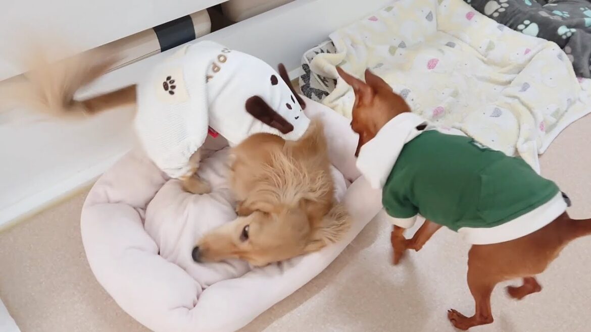 荒ぶるダックスと自分のベッドが心配なミニピン　🐶ひみつきちなう！②🐶  2023年2月14日