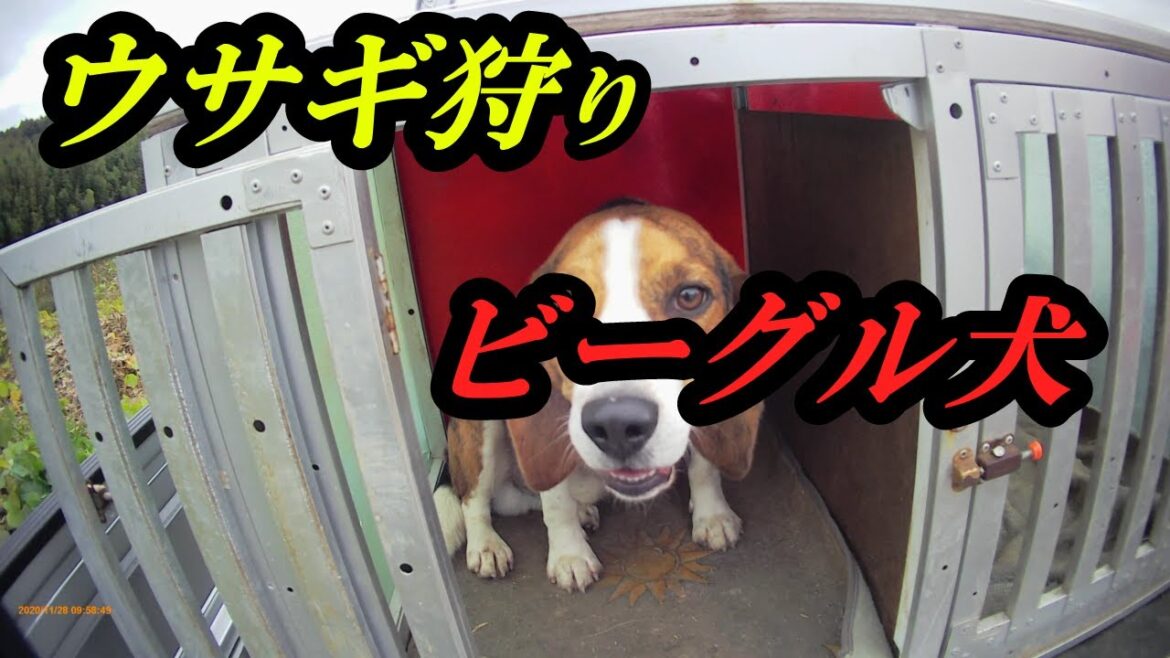 野兎の狩猟とビーグル犬【狩猟解禁2020】