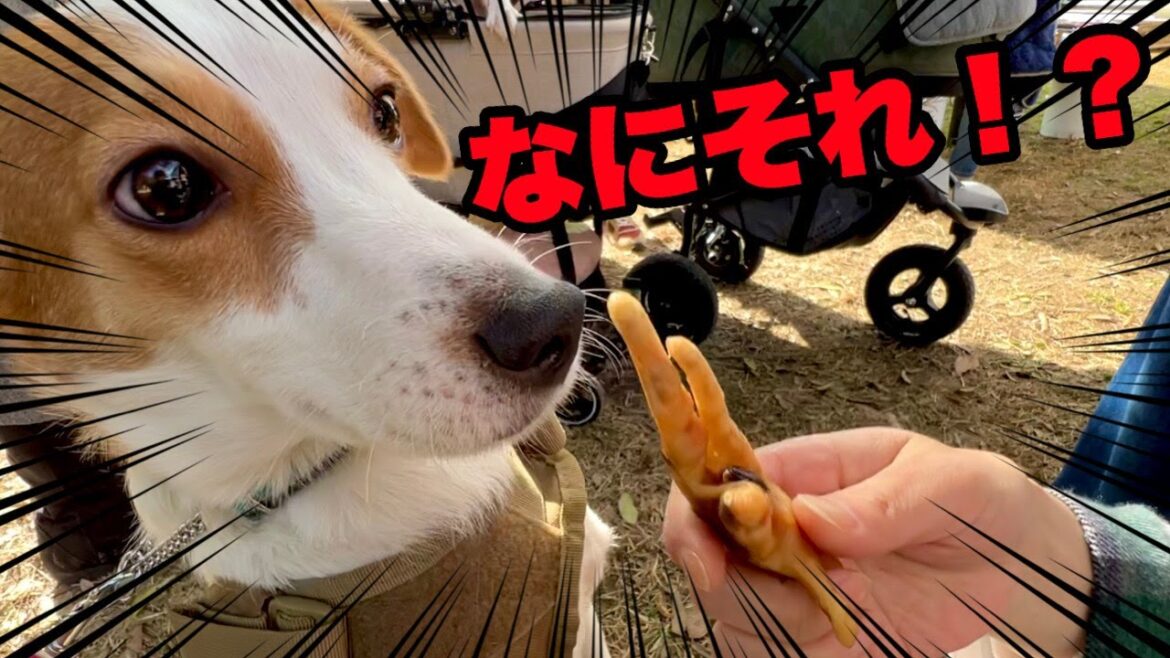 【珍味】見た目は気持ち悪いのに、何故か惹き付けられる［しゃべる犬 ジャックラッセルテリア］