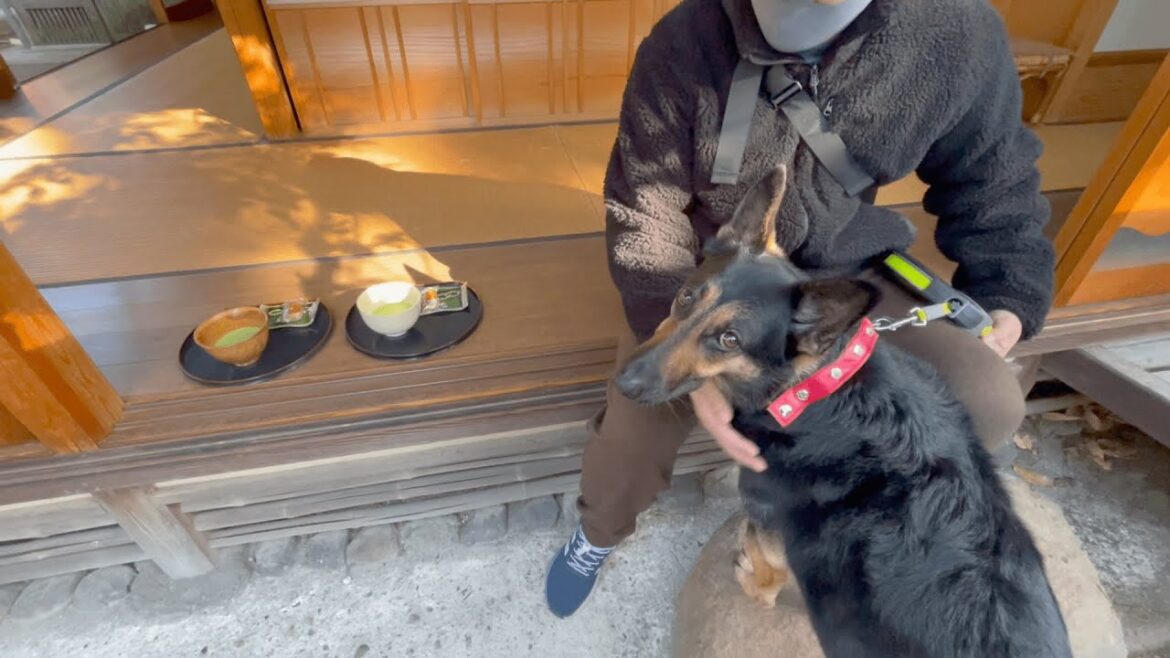 愛犬と一緒に茶室でお抹茶タイムしてきました！【ジャーマンシェパード】