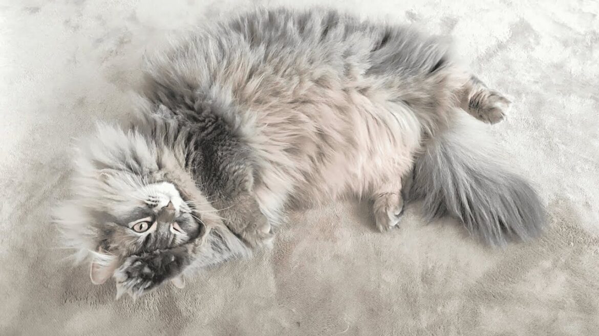 飼い主と目が合うと必ずヘソ天して何かをアピってくるモフ猫【サイベリアンのラフィ#252】 飼い主と目が合うと必ずヘソ天して何かをアピってくるモフ猫【サイベリアンのラフィ#252】