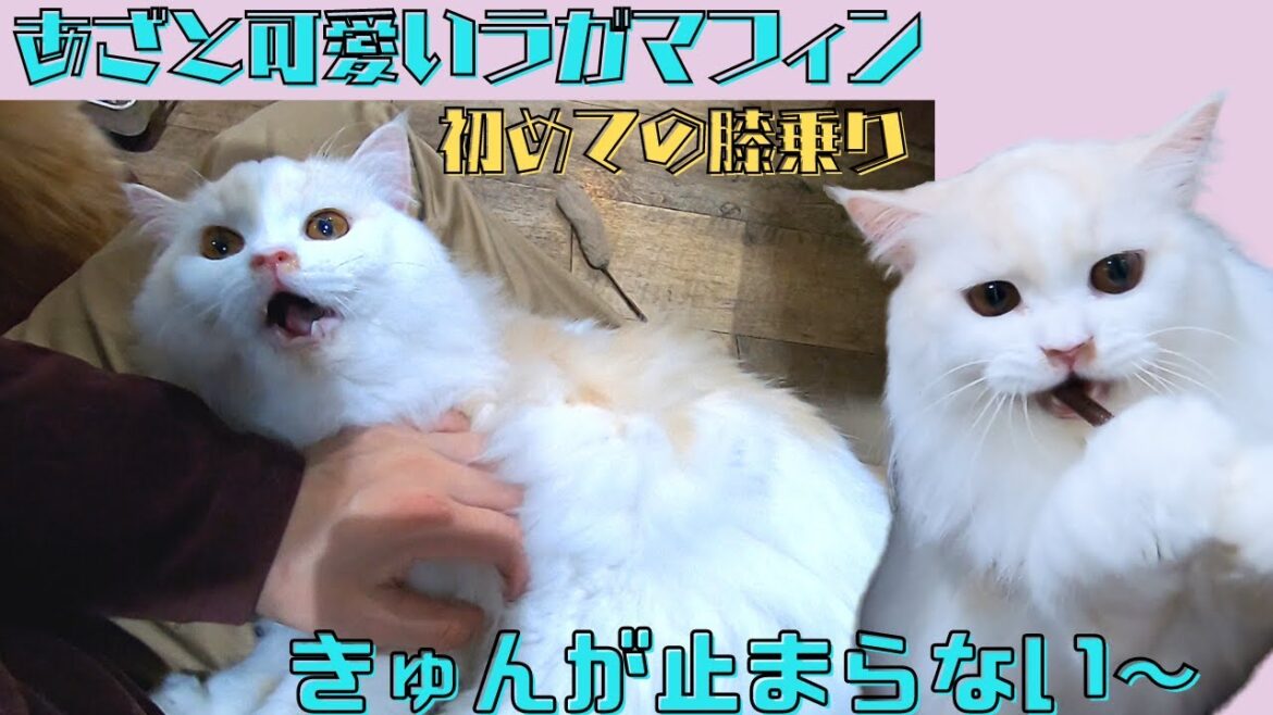 あざと可愛いラガマフィンの特技 膝乗りでジャレてキュンが止まらない(保護猫カフェ猫の木)十三駅 Ragamuffin's special ability is so cute あざと可愛いラガマフィンの特技 膝乗りでジャレてキュンが止まらない(保護猫カフェ猫の木)十三駅 Ragamuffin's special ability is so cute