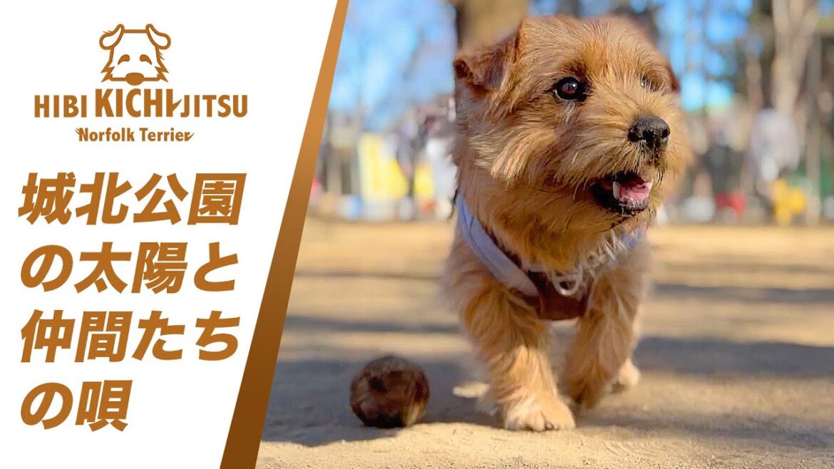 愛犬キチ  城北中央公園ドッグランの仲間達【  norfolkterrier ノーフォークテリア dogs dogrun】