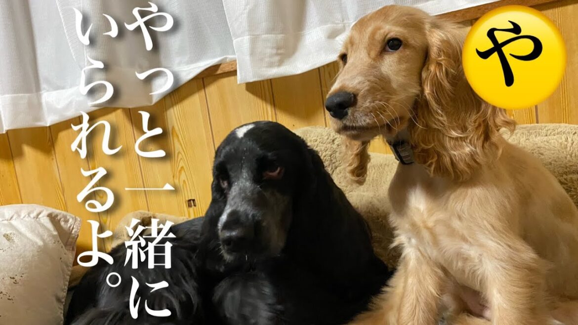 やっと一緒にいられるね【イングリッシュコッカースパニエル】犬の服　癒し