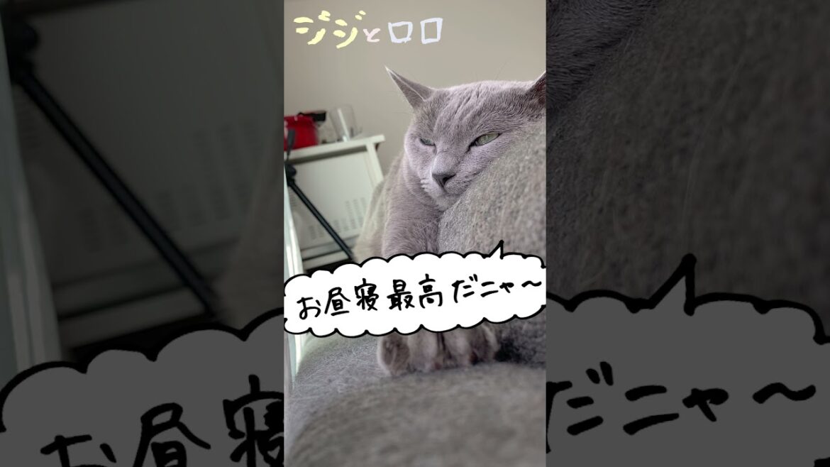 日向ぼっこでうたた寝するロシアンブルー