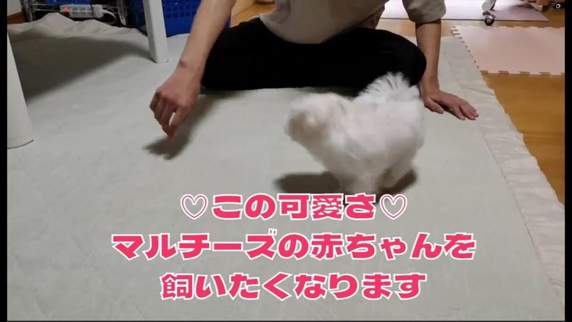 この可愛さ♡マルチーズを飼いたくなります（我が家にきて二日目のメイの動画）