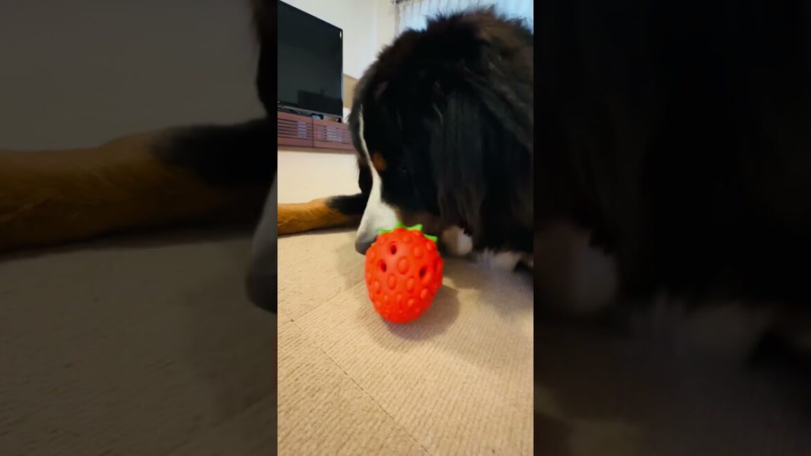 いちごのおもちゃで遊ぶバーニーズマウンテンドッグ