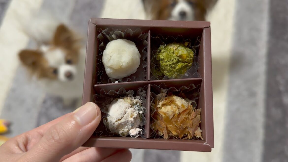 愛犬にバレンタインチョコ風を作ってあげてみた🍫
