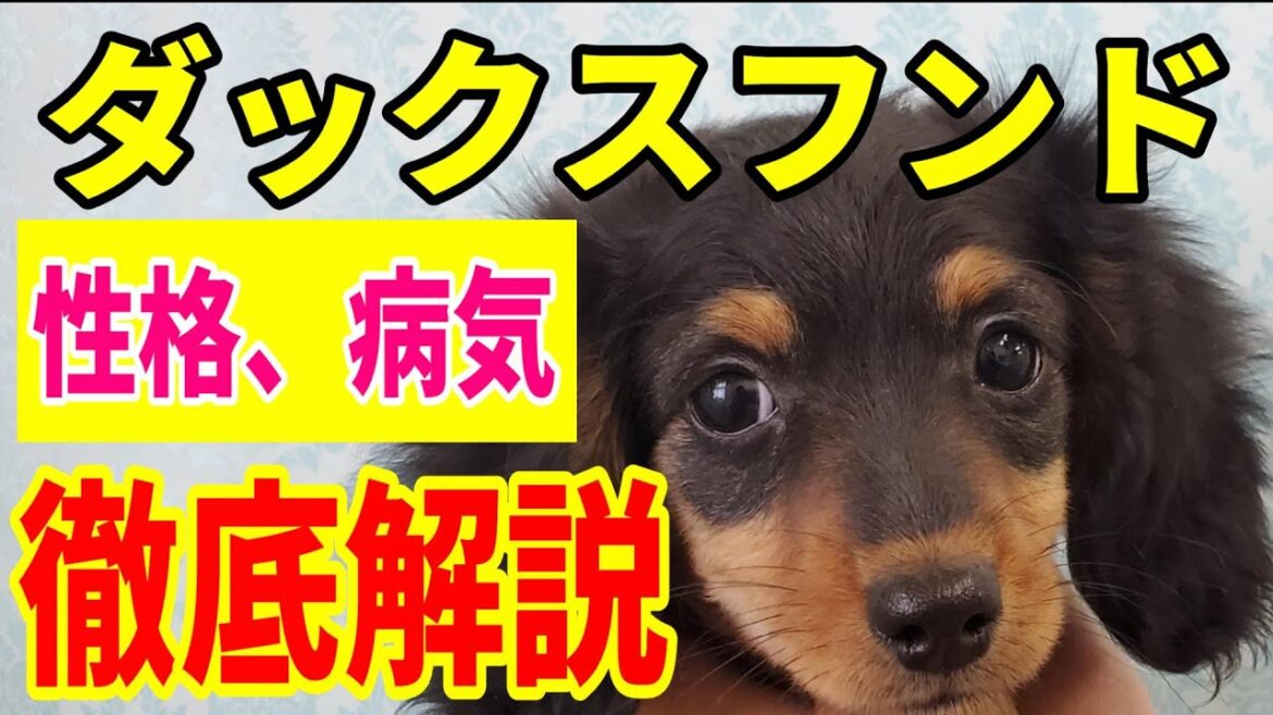 【犬種紹介】ミニチュアダックスフンドの特徴や性格、病気などを徹底解説! 【犬種紹介】ミニチュアダックスフンドの特徴や性格、病気などを徹底解説!