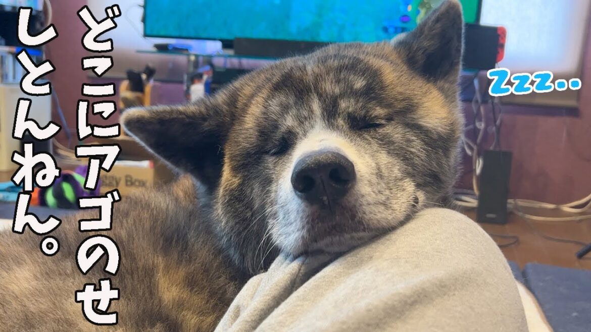 最近のアゴのせ事情/他1本【秋田犬】【大型犬】【akita dog】