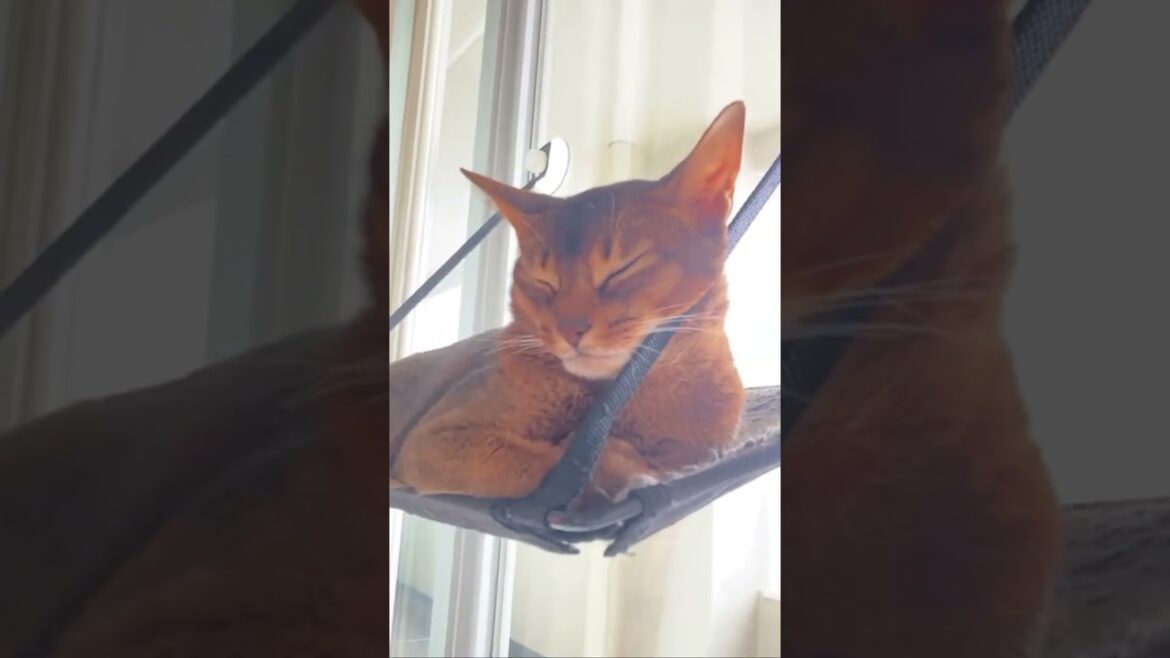アビシニアンのお鼻にタッチ。Boop the floof.for sleeping Abyssinian cat.