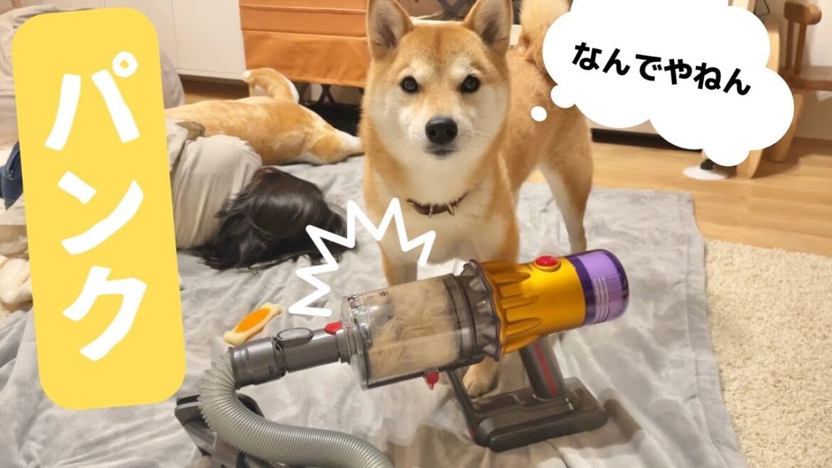 抜け毛が激しい柴犬をダイソンで吸ってみた結果、、