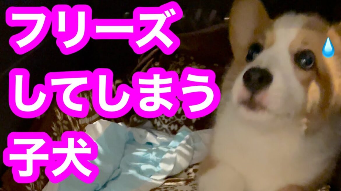 【恐怖】コーギー泥棒に驚いてフリーズする子犬がかわいい【コーギー子犬】