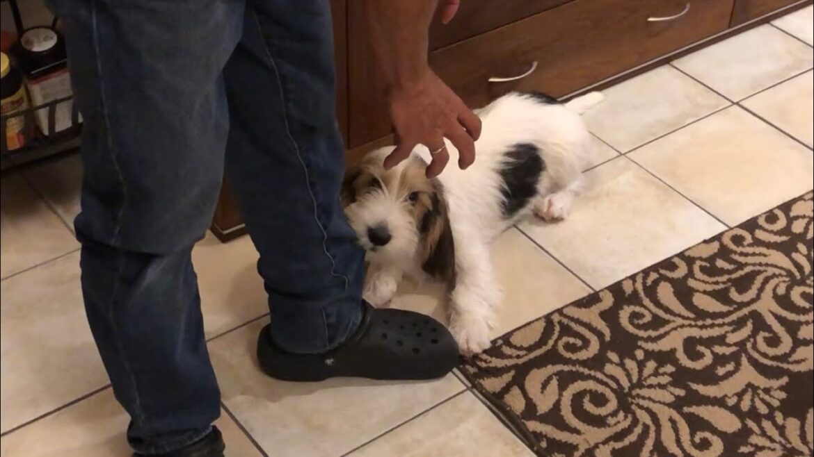 パパにイライラが止まらないプチバセの子犬