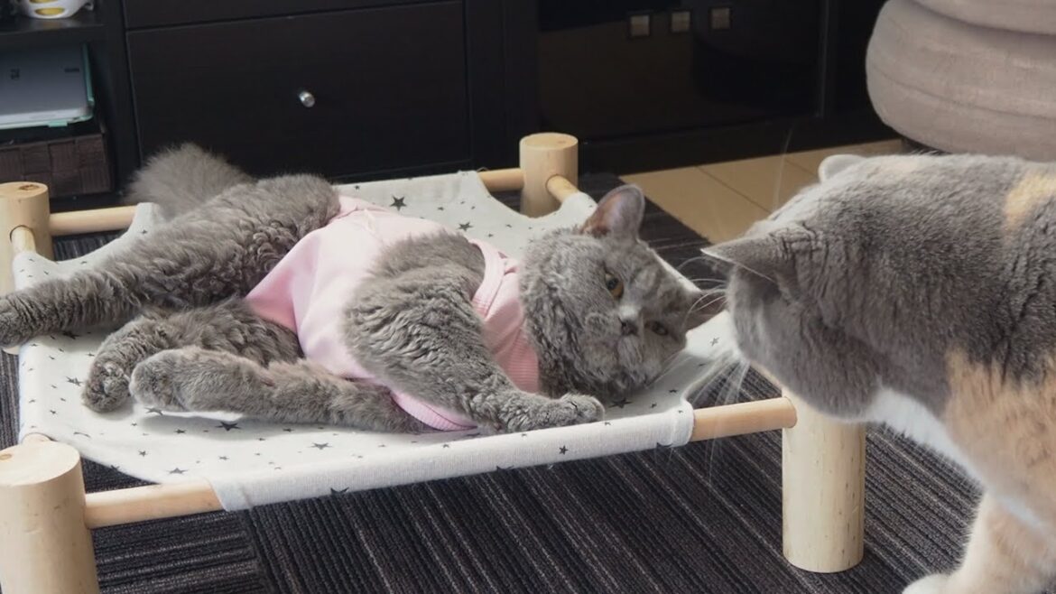 退院した妹猫に寄り添いたいけど・・・｜セルカークレックス｜ブリティッシュショートヘア