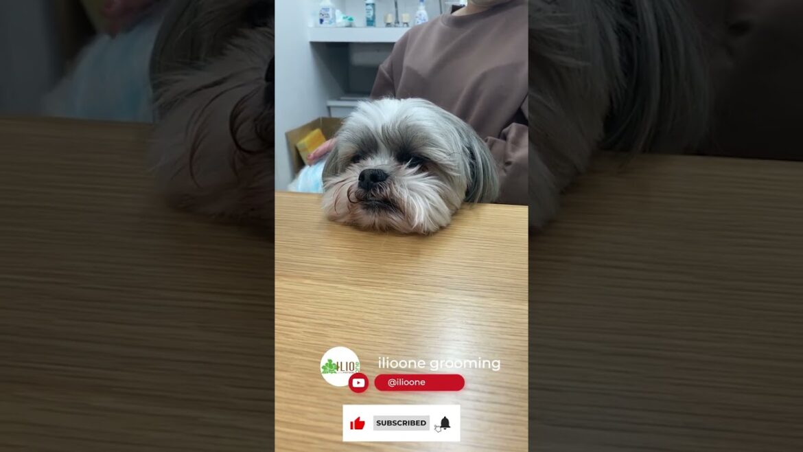 Yorkshire terrier favorite place.| ヨークシャテリアのお気に入りの場所