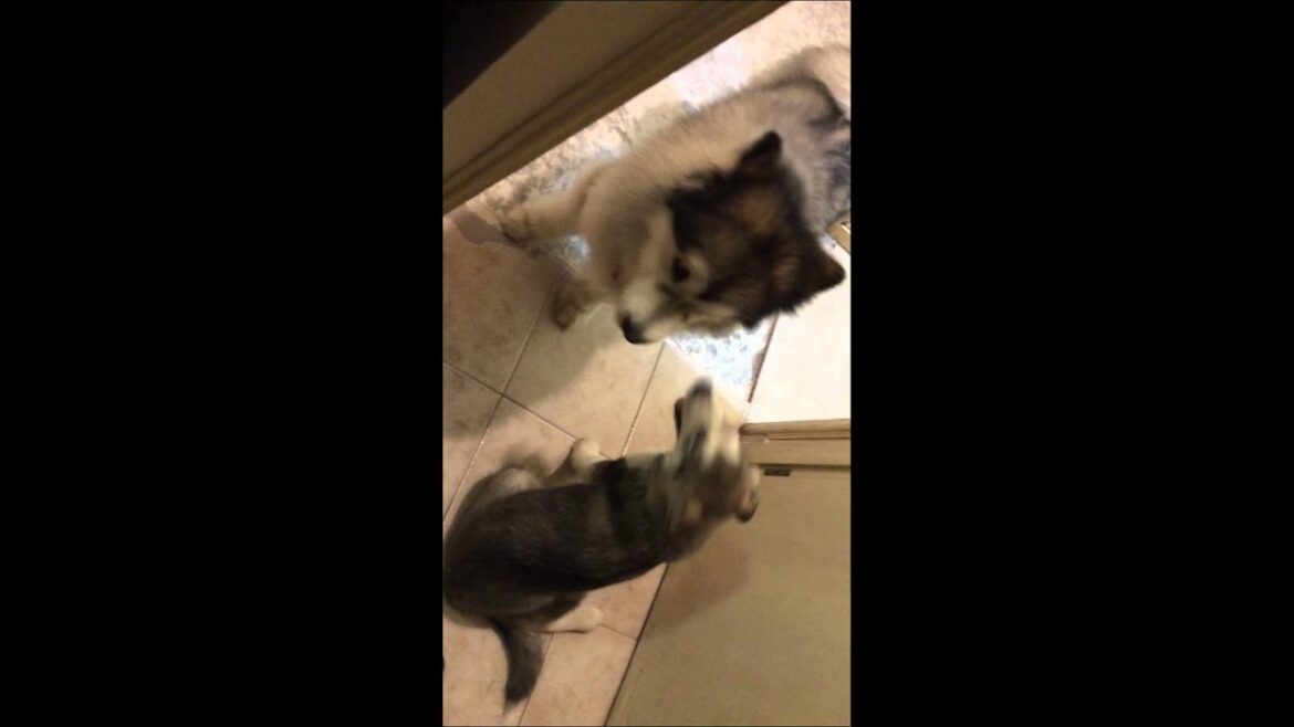 おチビアラスカンマラミュート、うちに来る