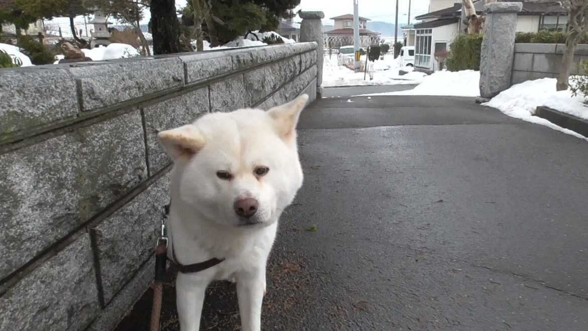 【秋田犬ゆうき】ささっとお散歩を終わらせたい飼い主に玄関までの牛歩戦術で抵抗する【akita dog】