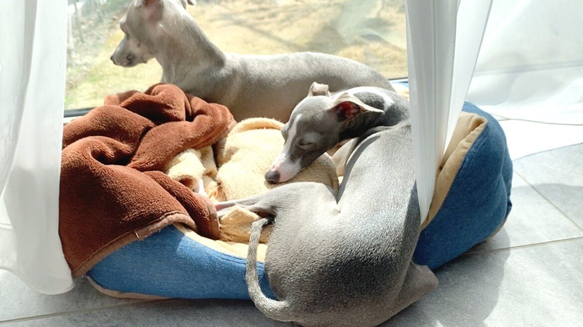 犬と一緒にテレワークしてみた【イタリアングレーハウンド】