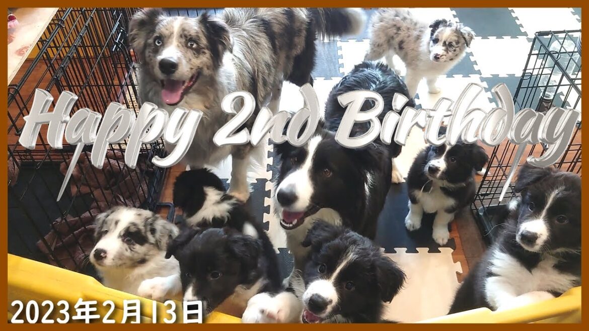 【永久保存版】初代7パピ、2才おめでとう♪【ボーダーコリー】