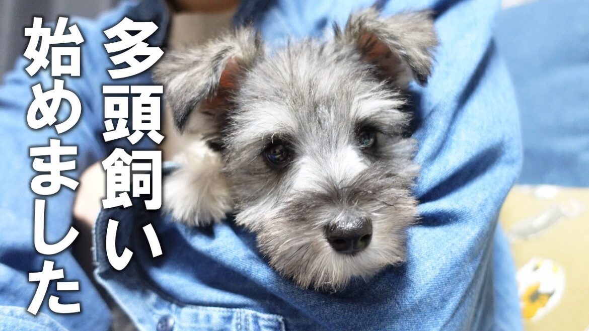 【ご報告】犬の多頭飼い始めました！ミニチュアシュナウザー兄妹