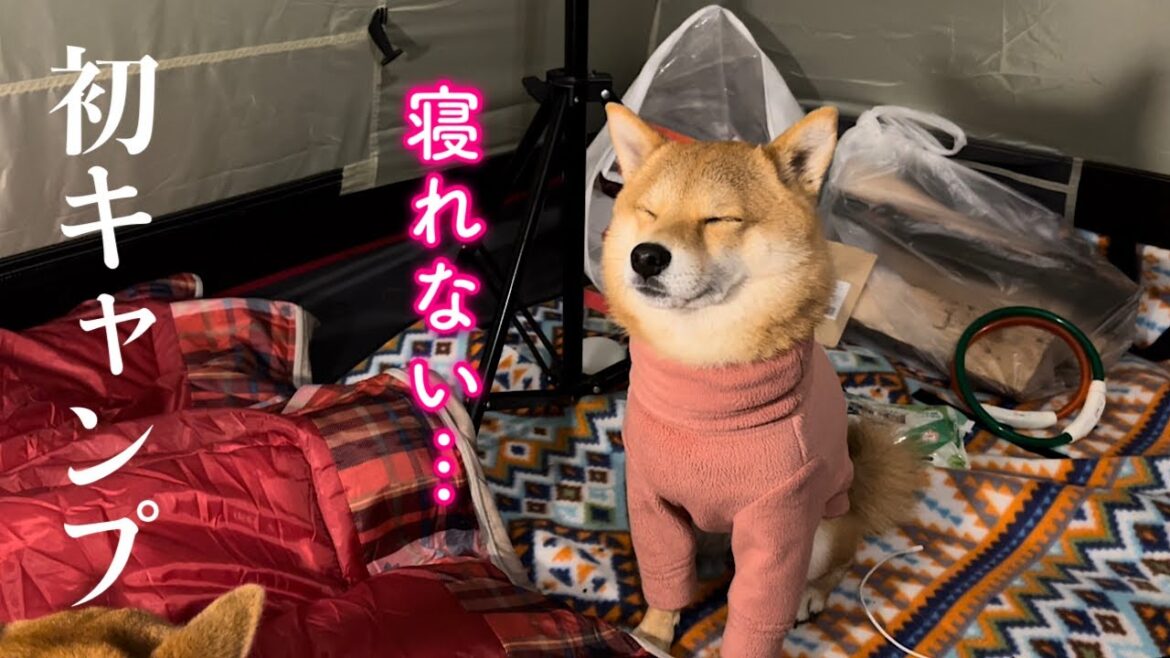 初キャンプで自然の厳しさを知る柴犬…どうなる我が家の初体験。