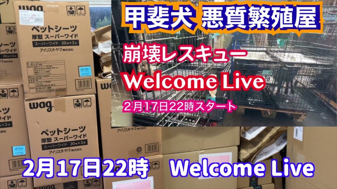 甲斐犬 悪質繁殖屋 崩壊レスキューご支援ありがとうございます