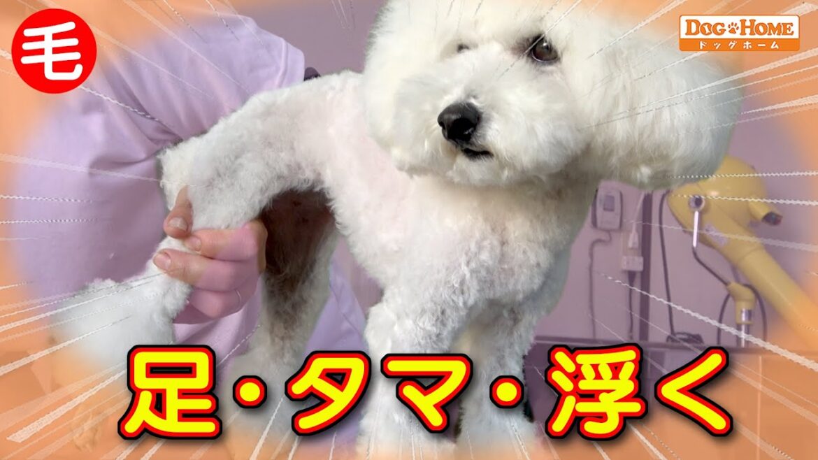 スタイルカット：毛を残すのは何故？！　狩りの時　ショーでのスタイル【プードルのビヨルちゃん出演】୨୧∵トリミング サロン DOG HOME ドッグホーム∵୨୧