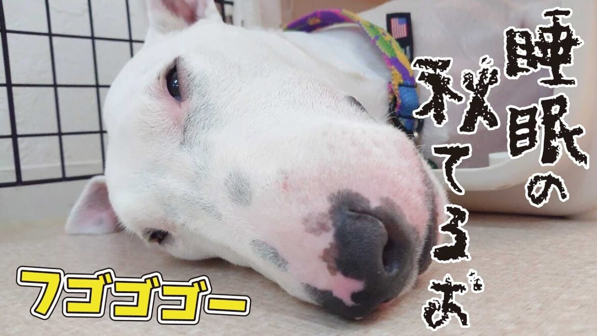 睡眠の秋てるお 🐶ひみつきちなう!#2🐶  (ミニチュアブルテリア チワワ 柴犬 トイプードル) 2020年10月5日 睡眠の秋てるお 🐶ひみつきちなう!#2🐶  (ミニチュアブルテリア チワワ 柴犬 トイプードル) 2020年10月5日