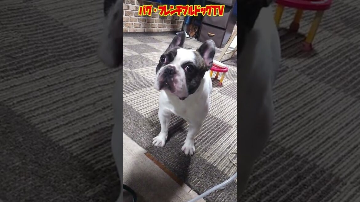 愛犬は振り向かない！　フレンチブルドッグ 『ぶーちゃん日記』