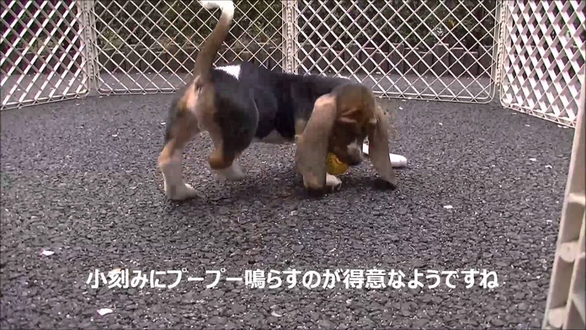 新人のバセットハウンドの男の子「パーシー」