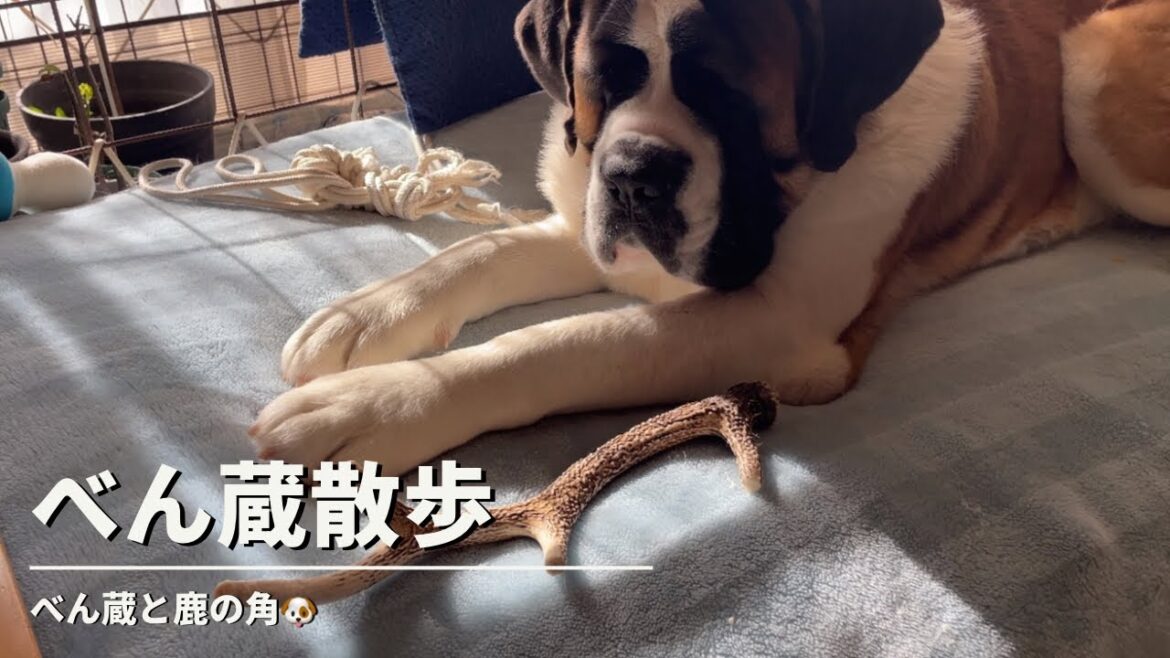 【大型犬 セントバーナード】鹿の角で遊んでいます🐶