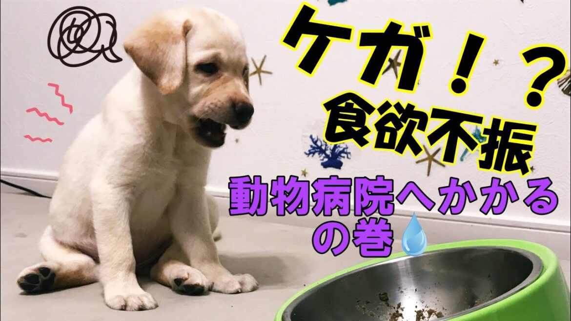 深夜にアクシデント！まさかの骨折！？～ラブラドールレトリーバー～