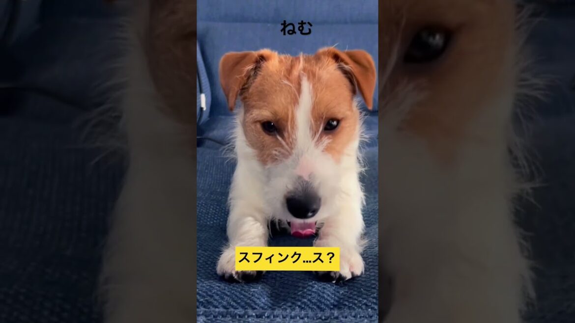 スフィンク…ス？【ジャックラッセルテリア】