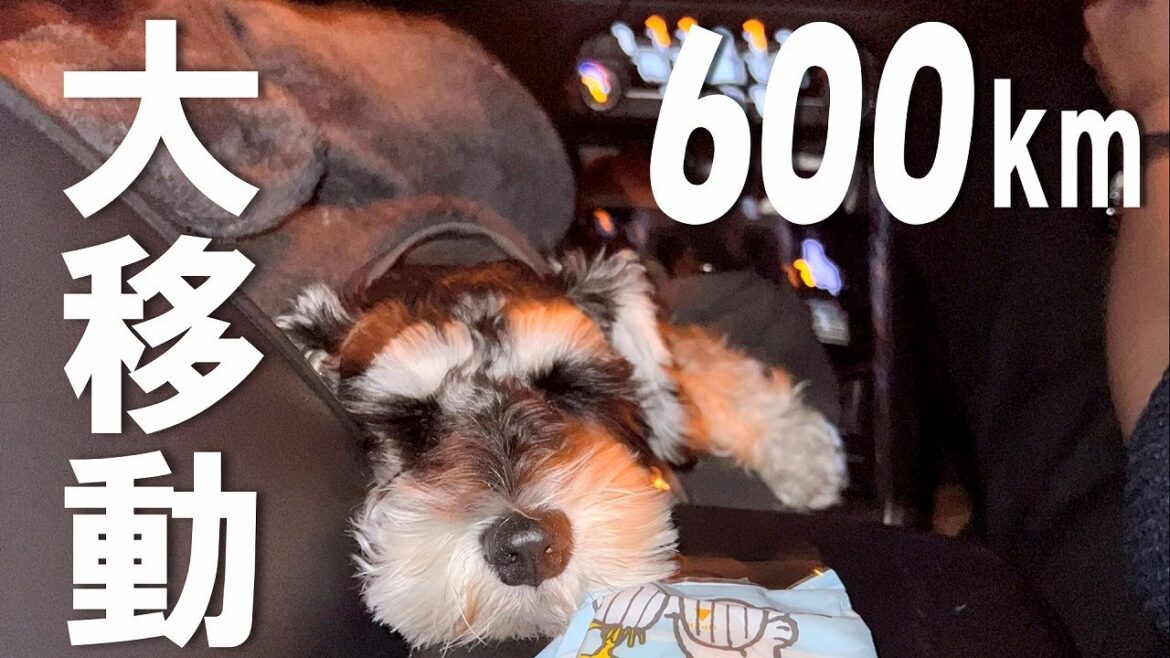 ワンコ２匹と600kmの大お引っ越し【シュナウザー多頭飼い】