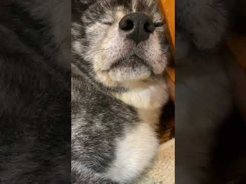 ピアノにもたれて、すっかり夢の中の秋田犬ぱたこ【Akita-inu】 ピアノにもたれて、すっかり夢の中の秋田犬ぱたこ【Akita-inu】