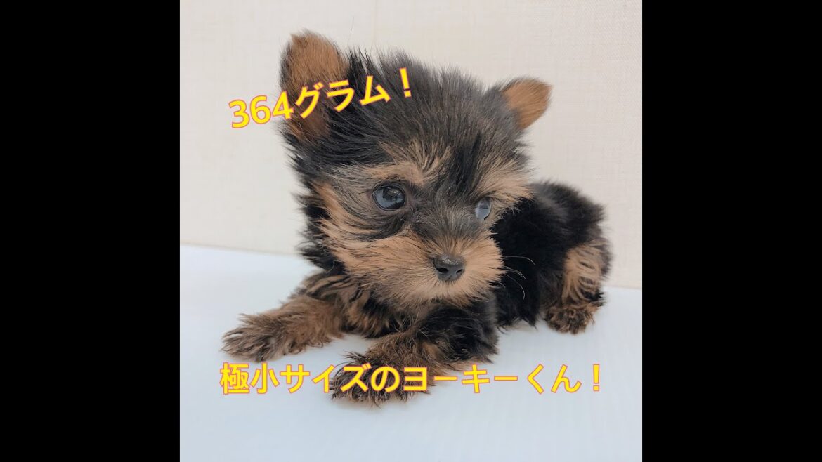 【ヨークシャーテリア】極小サイズのヨーキー君がやってきた！！！